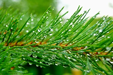 HD Pine Tree Wallpapers