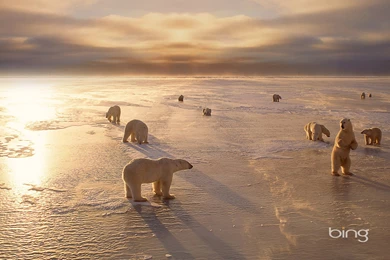 Bing Polar Bear Wallpaper, HD Wallpapers Downloads