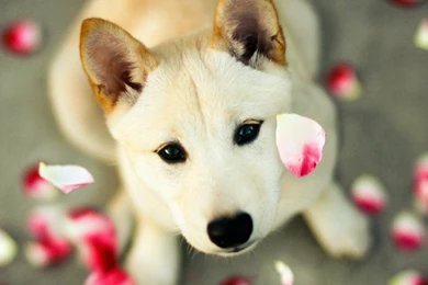 Dog Wallpapers