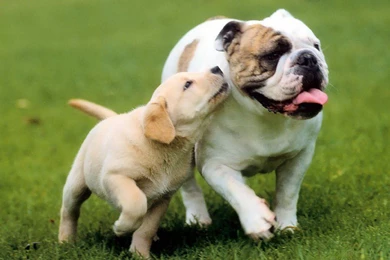 Free Dog Wallpapers Download   HD Great Images