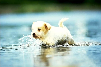 Download Free Pictures Of Dogs   Purequo.com