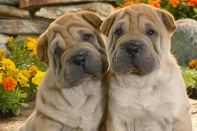 Two Lovely Dog Wallpapers 1440x900 Wallpapers,other 1440x900 ...