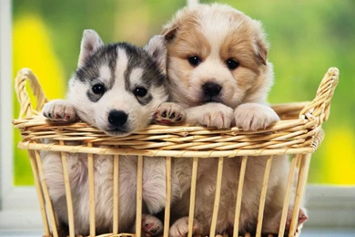 Cute Dogs Wallpapers Free Download, Cute Dogs Wallpapers For ...