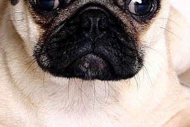 Pug Dog Wallpapers Free Download   Wallpapers For Mobile