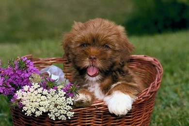 Beautiful Baby Dog Image Wallpapers Free Download Nice Hd ...