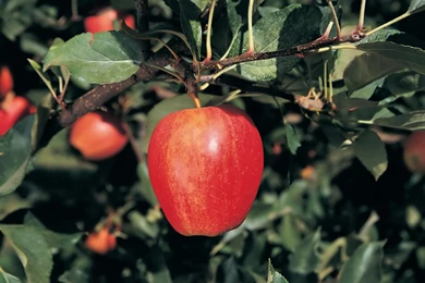 Desktop Wallpapers · Gallery · Nature · Red Apple
