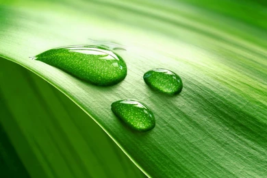 Drop Of Water   Nature iPad 3 Wallpapers