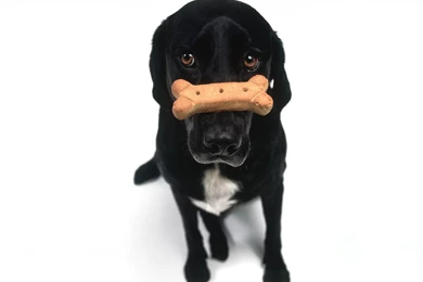 Amazing, Black, Dog, Wide, High, Quality, Wallpaper, Photos, For ...