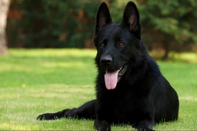 Animals, Black, Dog, Desktop, Background, High, Resolution ...