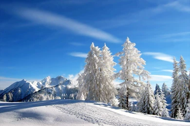 Snow Falling Wallpapers 2015   Grasscloth Wallpapers