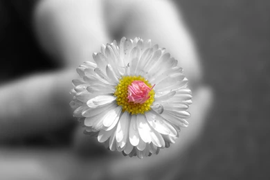 Summer Flowers Wallpapers Hd Flower Free Summer Flowers