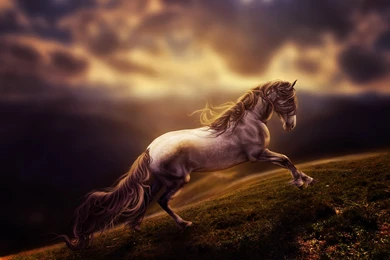 Horse Wallpapers
