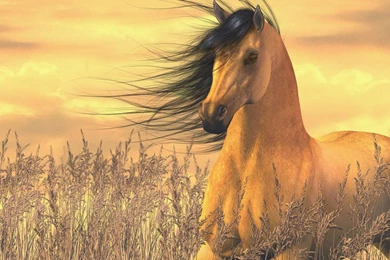 Horse Fantasy Art Wallpapers Wide
