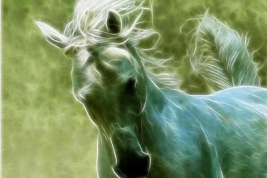 Art Beautyful Morgan Stallion – Animals Horses HD Desktop Wallpapers