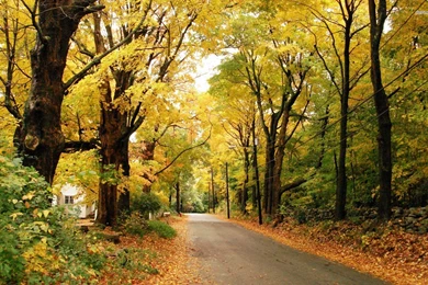 Autumn Road Alongside The Village, Foliage, Leaf, Tree, World ...