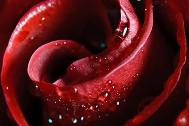 Beautiful Scarlet Rose HD Desktop Wallpapers : High Definition ...