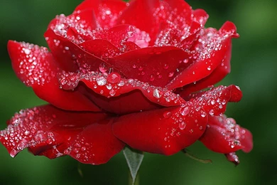 Rose Mobile Wallpapers   3 Items