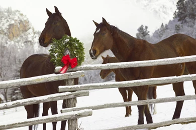 Desktop Images Of Christmas Horses Download