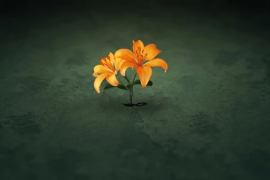 Desktop Wallpapers · Gallery · Computers · Lovely Lily