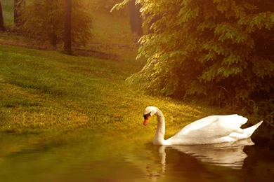 Lovely Wallpapers   HDWPlan