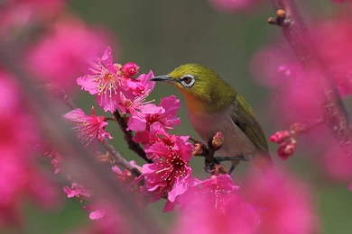 Lovely Spring Bird Photography Wallpapers 7 － Animal Wallpapers ...