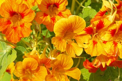 Lovely Flowers Desktop Wallpapers Hd,Indoor & Flowers Hd Wallpapers ...