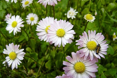 YouWall   Lovely Daisies Wallpapers   Wallpaper,wallpapers,free ...