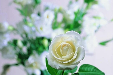 Flowers: White Rose Lovely Softness Flower Desktop Wallpapers For ...