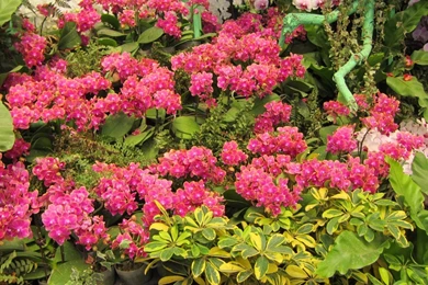 Flowers: Beautiful Orchids Flowers Lovely Desktop Images For High ...