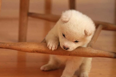 Dog Wallpapers Desktop Free 3290 Desktop Wallpapers