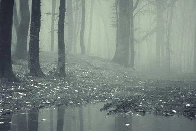 Horror Misty Dark Forest Android Wallpapers Free Download