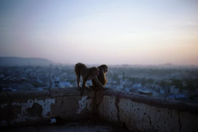 Dawn Animals Pets City Landscape Monkeys Wallpapers