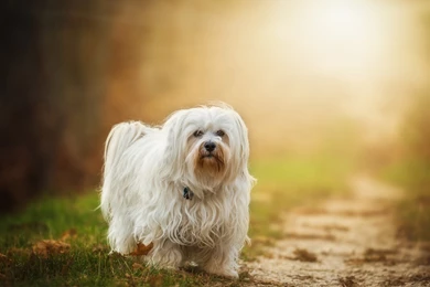 White Doggy And Sunshine Nice Wallpapers