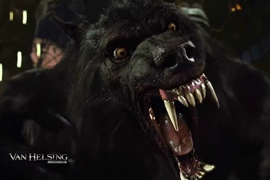 Wallpapers Wear Wolf Pin Van Helsing Widescreen Beware The Wolfman ...