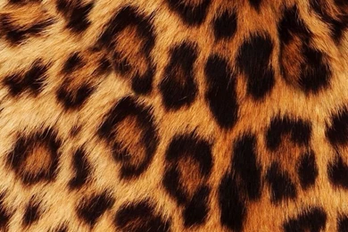 Wallpapers iPhone 6 Plus Leopard