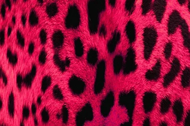 App Shopper: Skin My Phone   Animal Print Wallpapers (Lifestyle)