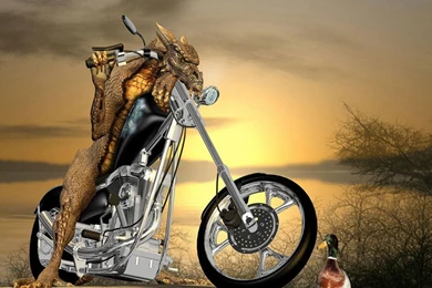 FREE HD PHOTO GALLERY: Free HD Funny Wallpapers