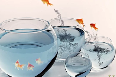 Latest HD Funny Wallpapers – HD Wallpapers Free Download