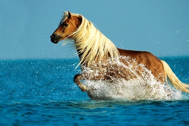 Horse Desktop Wallpapers Widescreen