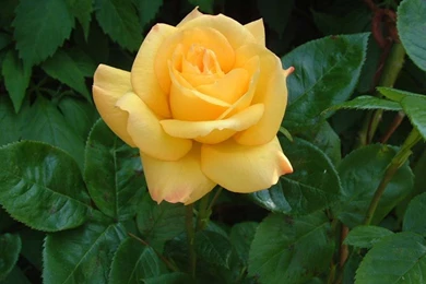 Photography Wallpapers Hd Computer Desktop Wallpapers 1920x1080 ...