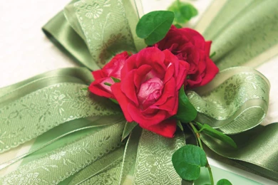 Rose Flowers Wallpapers 4 Rose Flowers Wallpapers