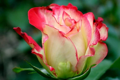 Light Red Rose < Flowers < Life < Desktop Wallpapers