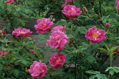 Flowers For Flower Lovers.: Rose Flowers Desktop Wallpapers.