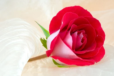 Rose Flower Wallpapers   Wallpapers Cave