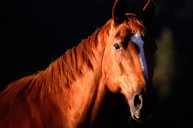 Download Backgrounds   Sunset Profile, Quarter Horse   Free Cool ...