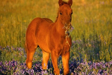 Quarter Horse Wallpapers