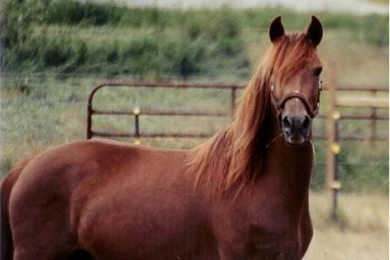 Quarter Horse