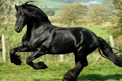 American Quarter Horse Wallpapers