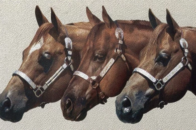 Quarter Horses 1   (