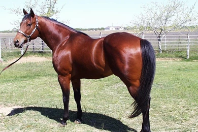 Quarter Horse Wallpapers HD Download